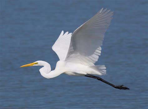 Great White Egret No Longer Rare Bird As Numbers Boom Across Uk And