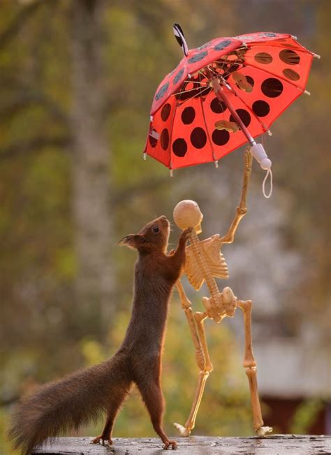 Shaytan is our real enemy! Cute Pictures Of Squirrel Celebrating Halloween Photos ...