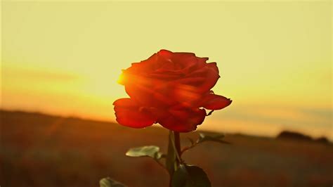 Beautiful Red Rose On A Sunset Background Golden Rays Of The Sun Stock