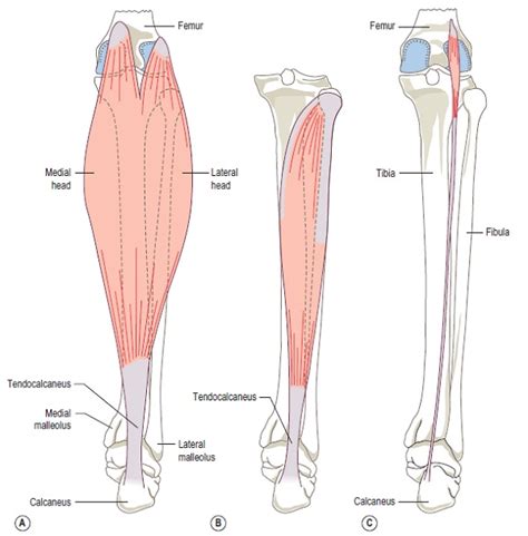 Anatomy Of The Calf Muscle2 Corewalking