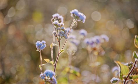 Free Images Flower Landscape Natural Blue Flora Spring