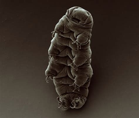 How Does The Tiny Waterbear Survive In Outer Space Science Smithsonian