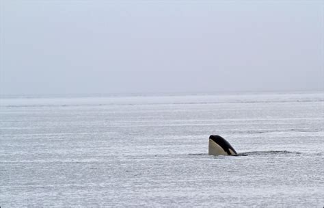Orca Spy Hop In Johnstone Strait Photo Taken In The Johnst Flickr