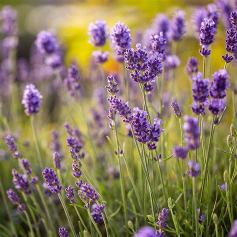 How To Grow Lavender My Jungle Garden