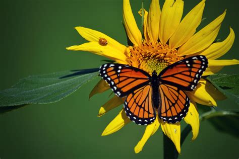 Monarch Butterfly Wallpaper Download Wallpaper 2560x1600 Monarch