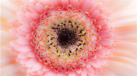 Flower Petals Pink Filament 4k Hd Flowers Wallpapers Hd Wallpapers
