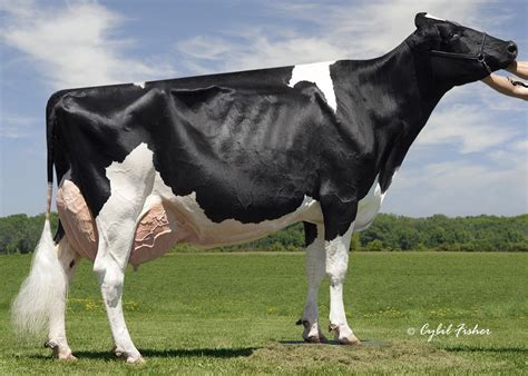 Breeds Of Dairy Cattle Dairy Moos