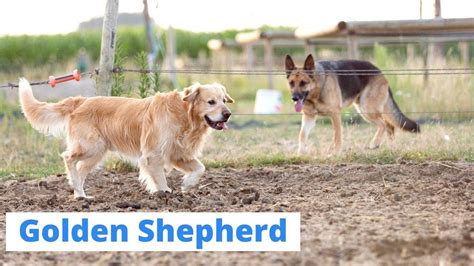 The Golden Shepherd Complete Breed Guide Youtube