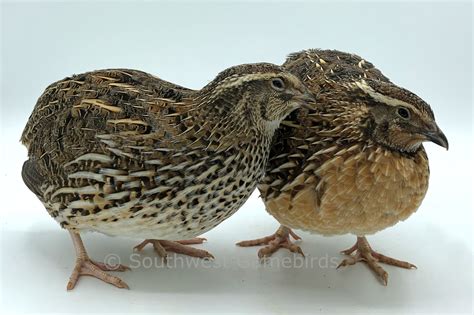 Coturnix Quail Male Vs Female