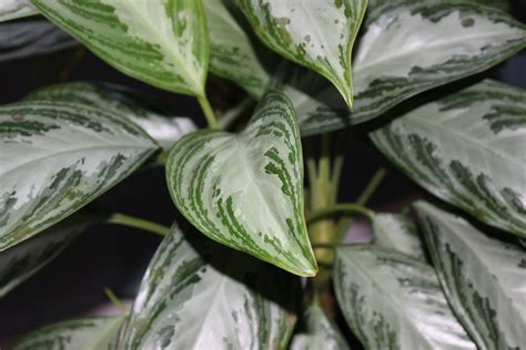 Chinese Evergreen Plant Care Chinese Evergreen Plant Care Plants