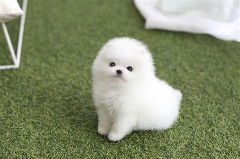 Pomeranian Puppies For Sale Orange County Ca 298400