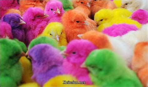 Colorful Chicks Photos Xcitefun Coloring Wallpapers Download Free Images Wallpaper [coloring876.blogspot.com]