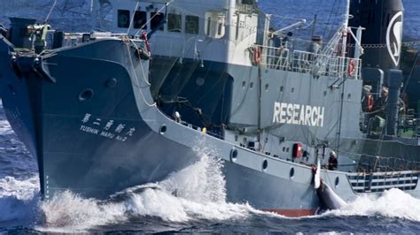 Japan Whaling Fleet Returns From Antarctic Hunt With 333 Whales