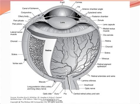 The Uveal Tract