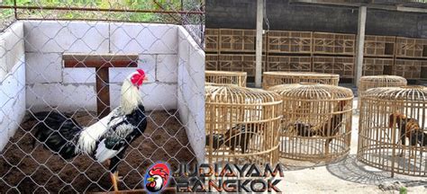 Untuk ayam bangkok dewasa kandang biasanya dibuat khusus untuk 1 ekor ayam, yaitu dengan ukuran 30 cm x 30 cm x cm. Jenis Kandang Ayam Bangkok Sesuai Dengan Fungsinya Patut Diketahui