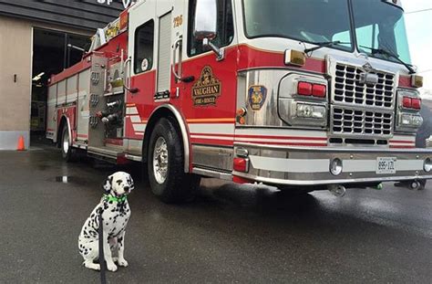 How The Dalmatian Became The Worlds Favorite Fire Dog Barkpost