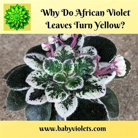 I have three violets, and each seems to be developing these spots to some extent. Why Do African Violet Leaves Turn Yellow, learn more at ...