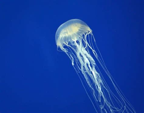 15 Mind Blowing Box Jellyfish Facts Fact Animal