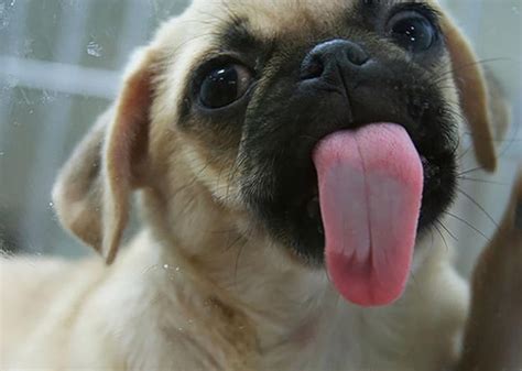 20 Animals Licking Glass That Have No Idea How Silly They Look
