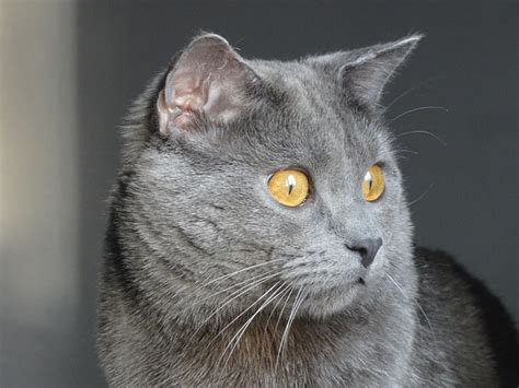 Chartreux Cat Breed Information