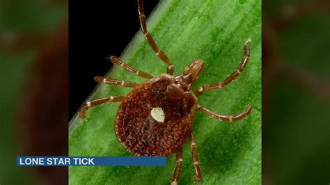 Experts Warn Lone Star Tick Could Cause Allergic Reactions To Meat