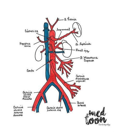 Pin En Repasos De Anatomía