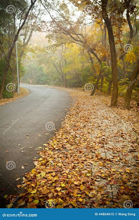 Road Covered With Fallen Leaves Stock Image Image Of Road Nature