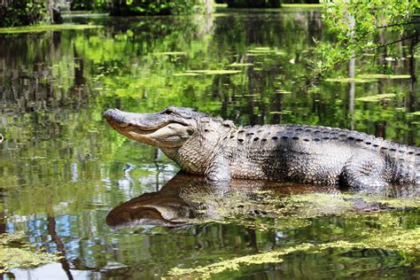 Alligators In Virginia Department Of Wildlife Resources Facebook