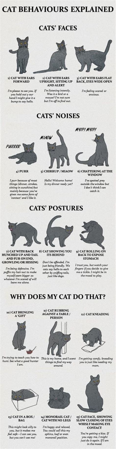 Common Cat Behaviors