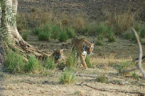 The Biggest Trend In Safaris Tigers