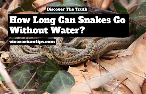 Discover The Truth How Long Can Snakes Go Without Water