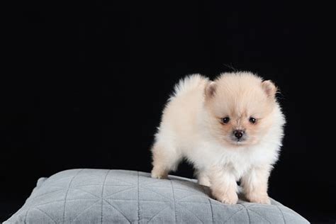 Each has their own adoption and surrender french bulldog rescue network. Teacup Pomeranian Puppies For Sale in Wisconsin, WI ...