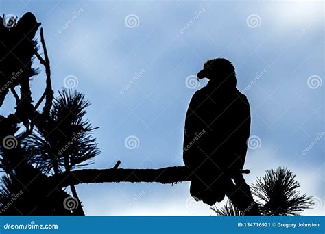 Silhouette Of Eagle On Branch Stock Image Image Of Isolated