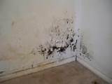 Mold In Hvac System Pictures