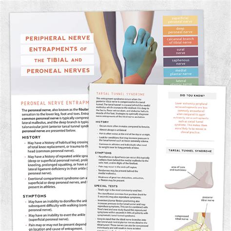 Peripheral Nerve Entrapments Of The Tibial And Peroneal Nerves Adult