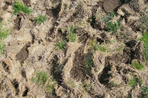 Lawn Grubs How To Identify Get Rid Of And Prevent Them Dengarden