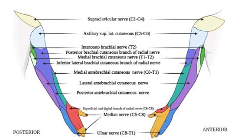 Posterior And Anterior Views Of Upper Extremity Dermatomes Drawn By Sexiz Pix