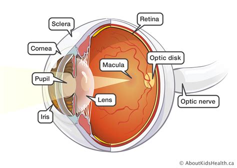 Label The Eye Diagram Free Wiring Diagram