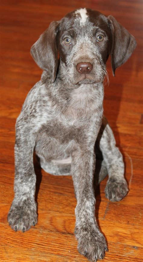 We are extremely excited about this. German Shorthaired Pointer Puppies For Sale | Lake Balboa, CA #315752