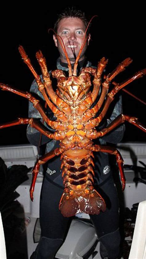 This Man Found A Giant Lobster Off The Coast Of California Animals