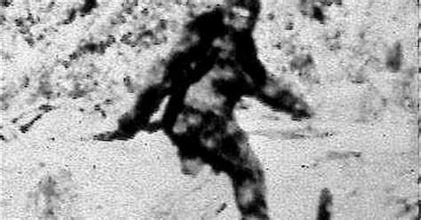 New Documents Reveal Fbi Investigated Bigfoot In 1970s Cbs News
