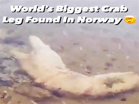 Giant Crab Claw Found In Norway Is Real Or Fake Video Check