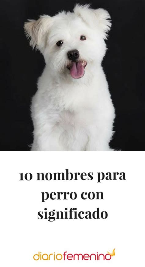 10 Nombres Para Perro Con Significado Nombres De Perro Hembra