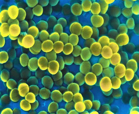Staphylococcus Bacteria Photograph By Cnri Pixels