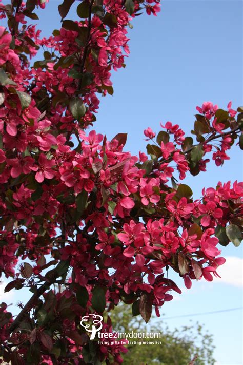 12l Malus Toringo Scarlett 15m Crabapple Tree Flowering Trees