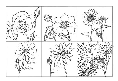 ¿cuáles son las mejores flores para dibujar? Ilustración gratis: Flor Para Colorear, Planta, Rose ...