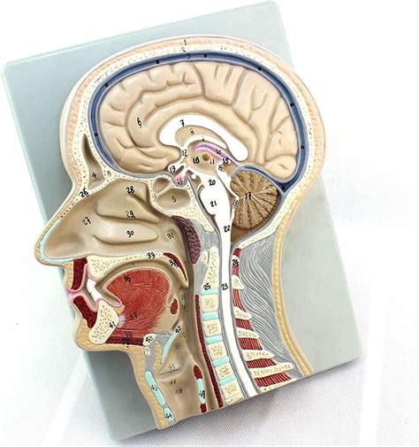 Median Sagittal Section Brain Model Otolaryngology Anatomy Human