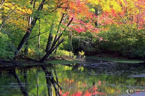 Скачать обои Мирный осенний лес Вода Лес Природа Осень для