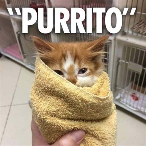 Purrito Pictures Photos And Images For Facebook Tumblr Pinterest