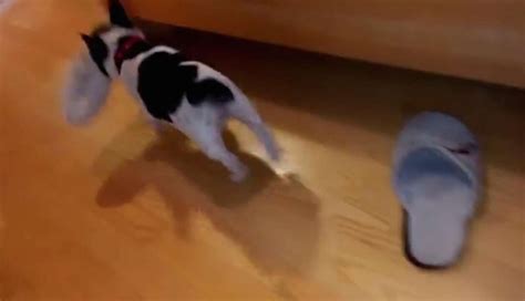 Sneaky Puppy Loves Nothing More Than Stealing Everyones Slippers The